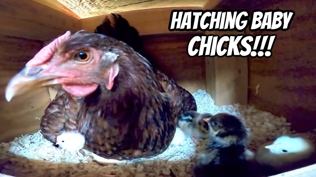 Hen hatching her eggs live | Chicken Reproduction Process | chicken Egg Hatching | hatching babies.