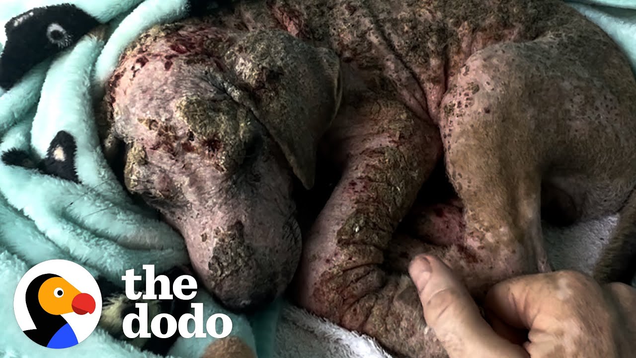 Guess What Color This Puppy Turns Out To Be | The Dodo