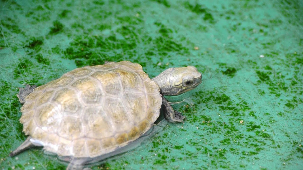 ニホンイシガメ　23ｍｍ極小個体で生まれてきた子が何とかここまで成長しました