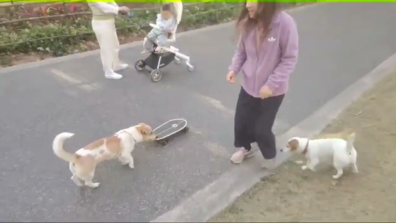 #jackrussellterrier Nala is learning skateboarding 2 #pets #dogshorts #livinginchina #doglife 