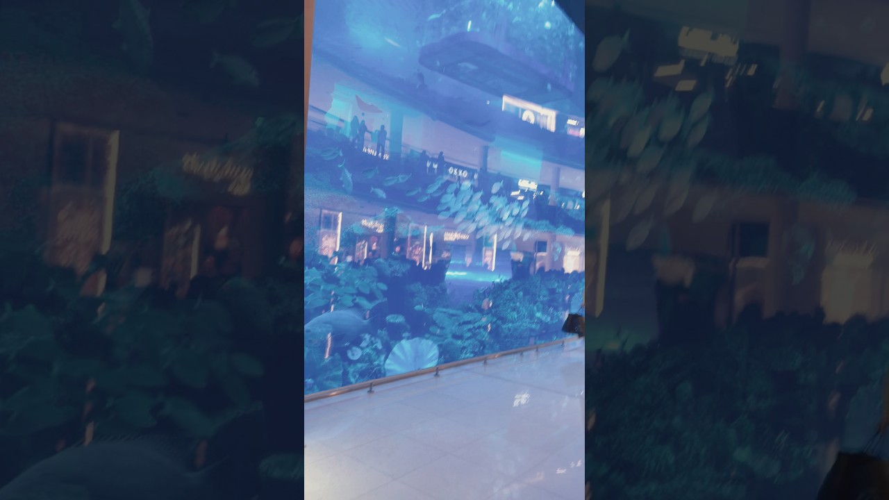 Live fish blue aquarium Dubai Mall|Explore Dubai Vacations | 
