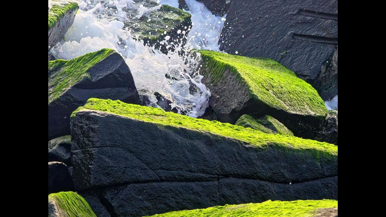 green algae at Pondy Marina beach on the rock 