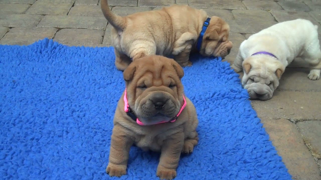Margem Hills Shar-Pei