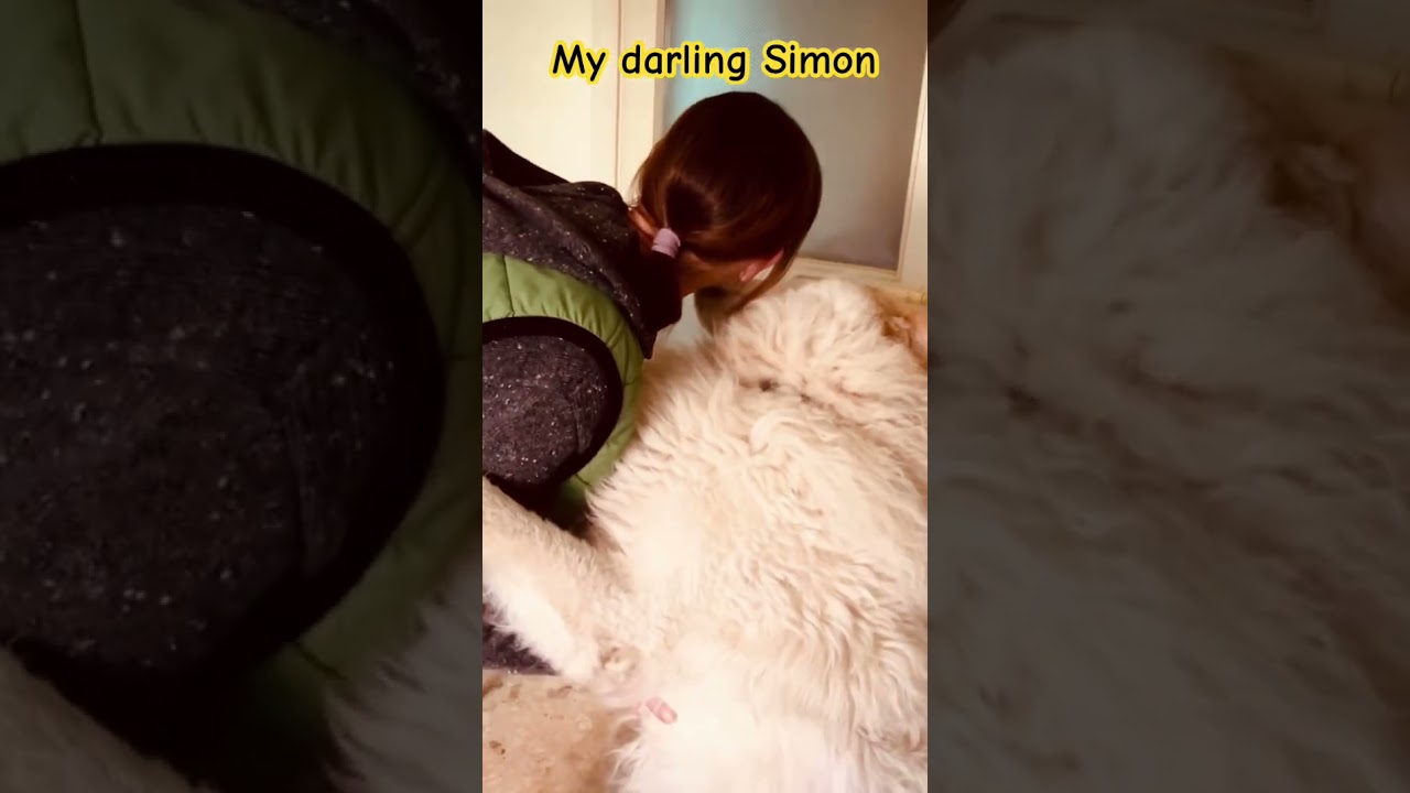 My delightful, lovable Italian maremmano (sheep dog) Simon