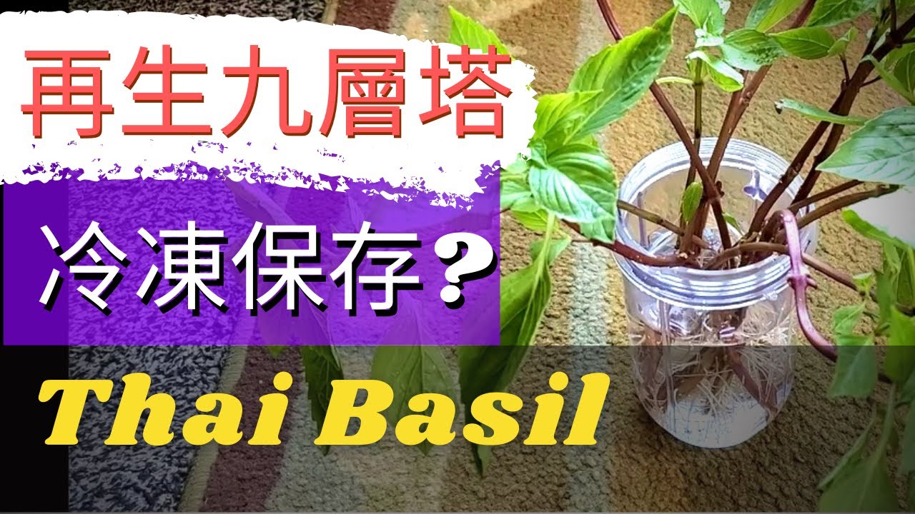 如何種植九層塔/羅勒【再生蔬菜】九層塔怎麼種，九層塔的功效，冷凍九層塔，阡插九層塔，如何保存九層塔，沒有菜耔又買不到菜苗時的好方法，不用種子輕鬆種【如何利用超市青菜再生新蔬菜】Thai Basil