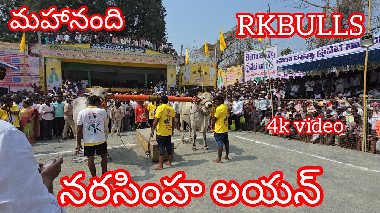 మహానంది సీనియర్ విభాగంలో RKBULLS అత్తోట శిరీష చౌదరి శివకృష్ణ చౌదరి (లయన్ నరసింహ) గిత్తలు