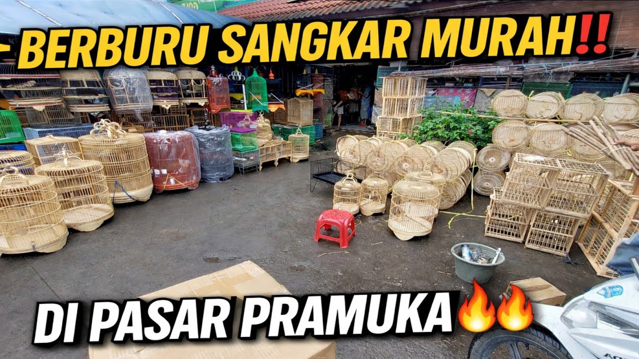 BERBURU SANGKAR MURAH DI PASAR BURUNG PRAMUKA KIOS FORTUNA! MULAI 15RBAN