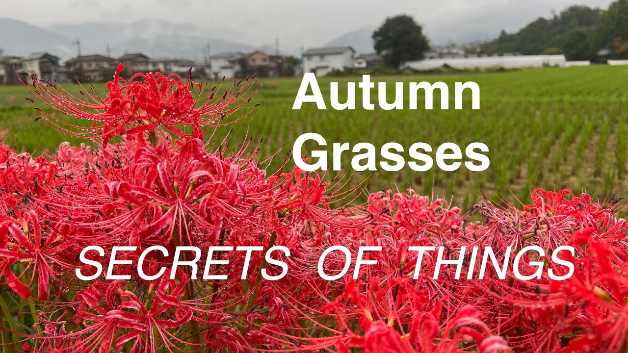 Autumn Grasses