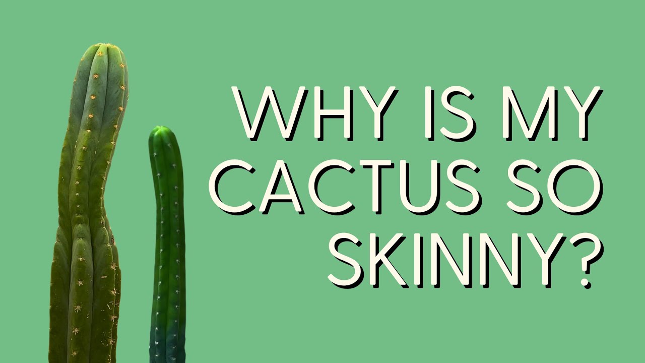 Cactus Etiolation 101: How to Fix the Most Common Problem for San Pedro Cactus