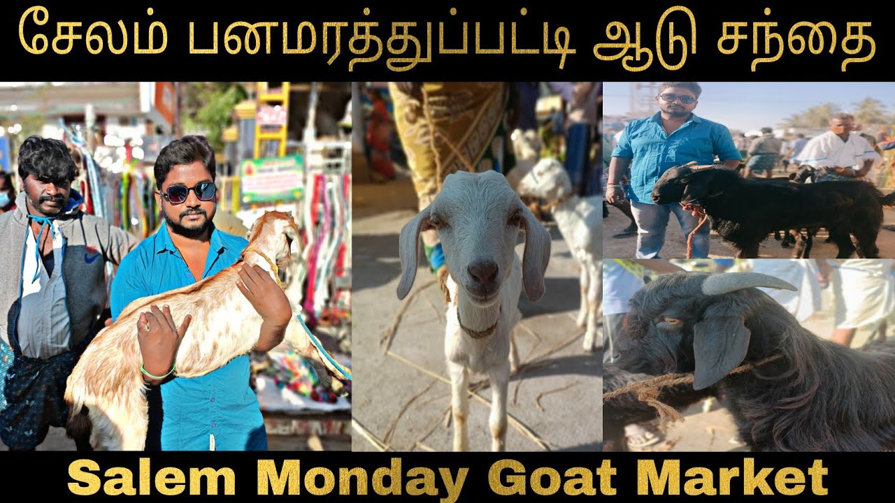சேலம் பனமரத்துப்பட்டி ஆடு சந்தை | Salem Monday Goat Market | Salem Talkies