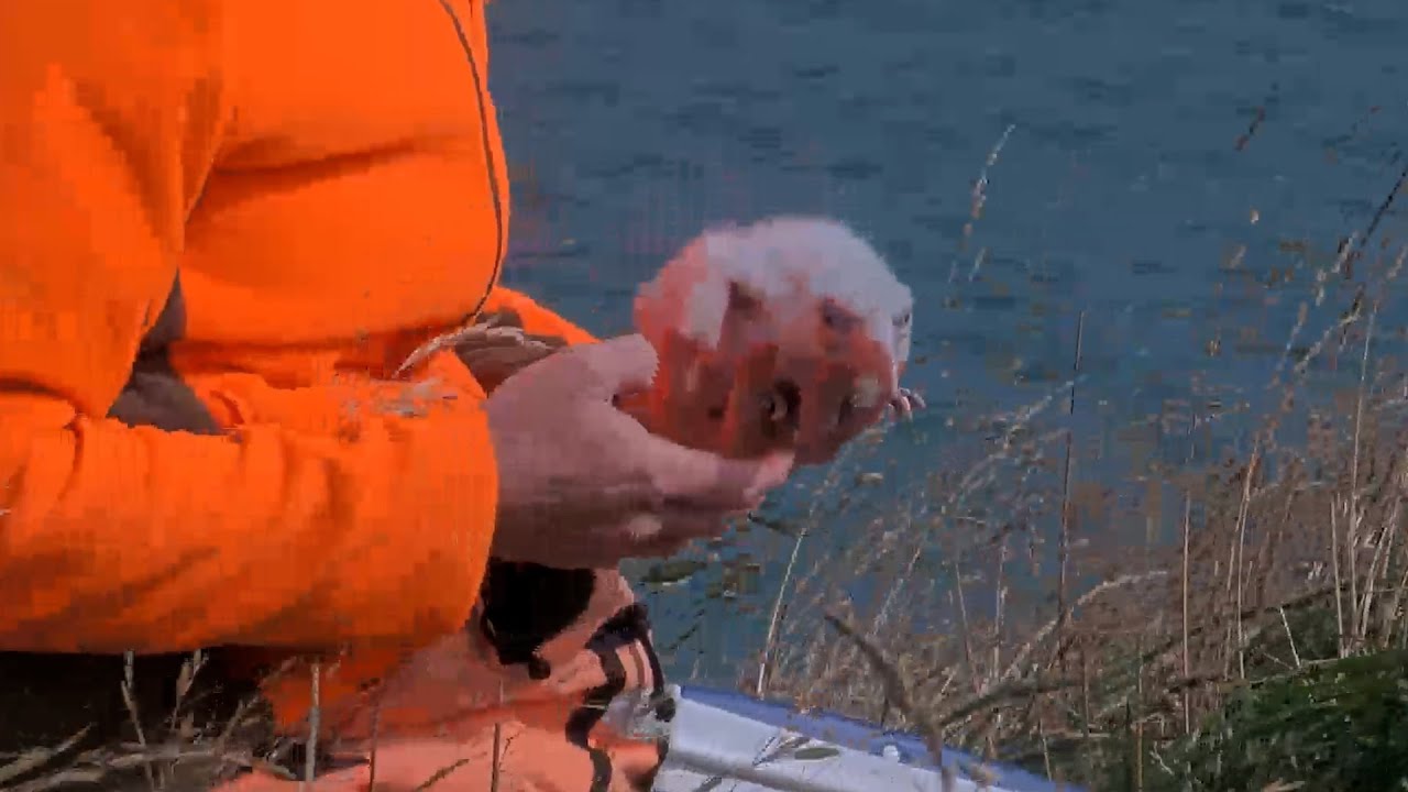 Albatross Chick Gets A Check-Up With Rangers In New Zealand | DOC | Cornell Lab
