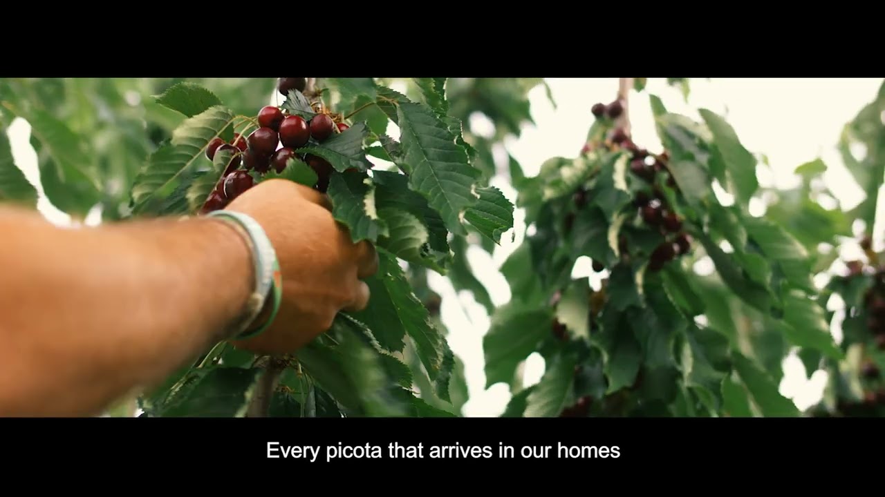 The Picota del Jerte - European Picota Cherries