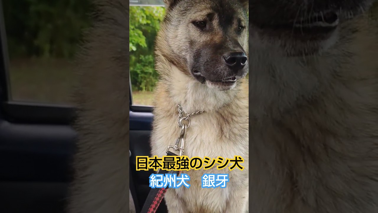 最強の猪犬#日本犬#猟犬#猪#狩猟