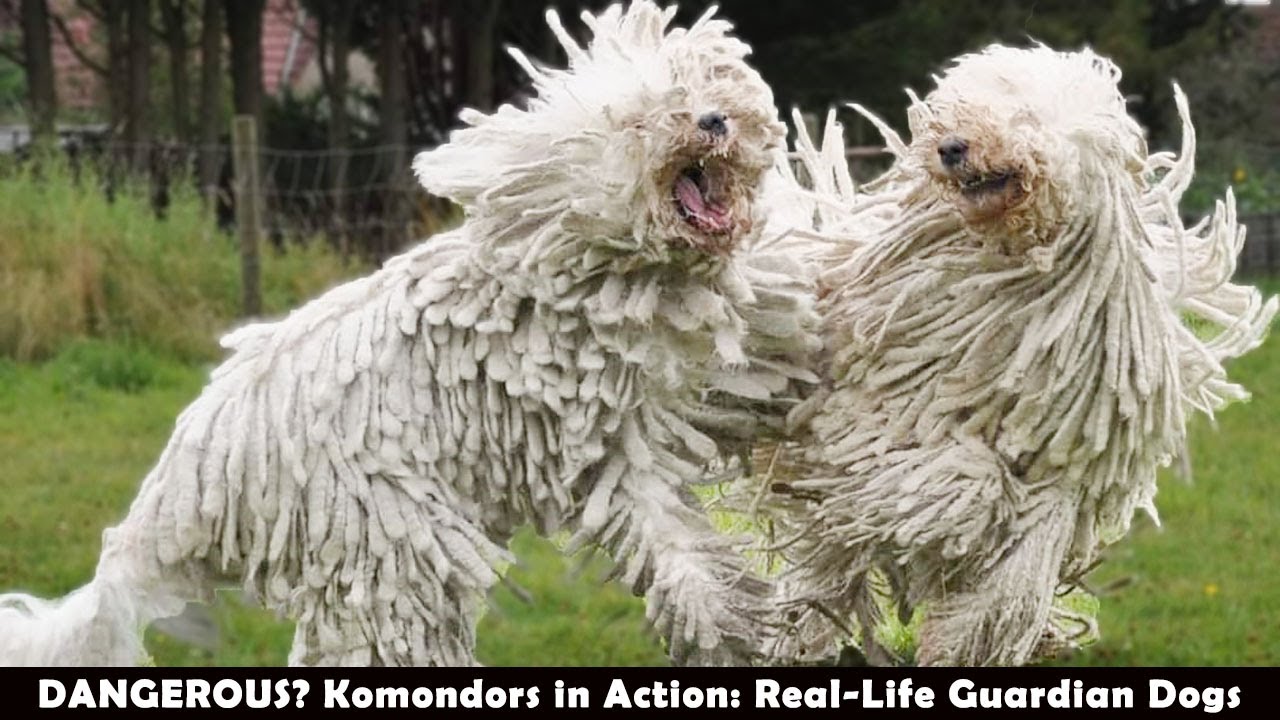 DANGEROUS? Komondors in Action: Real-Life Guardian Dogs