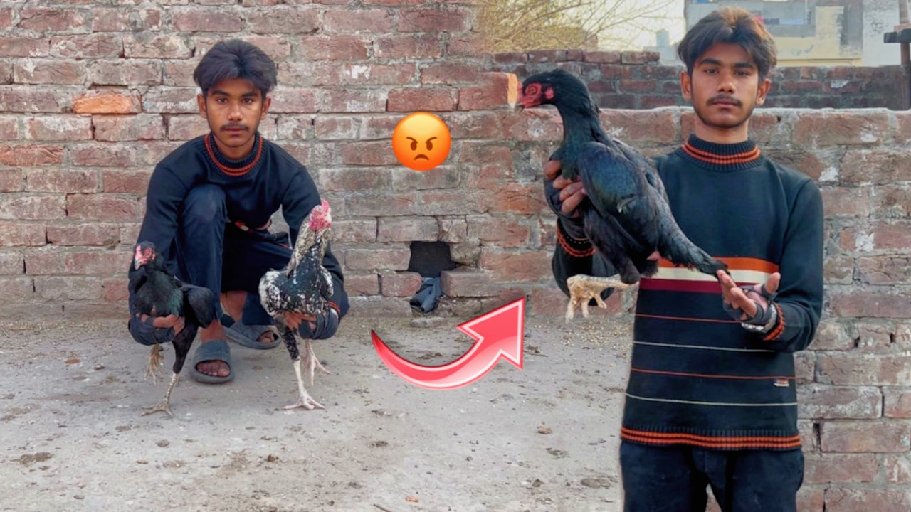 Sikander ko aseel murgi Ne Hara Diya😱
