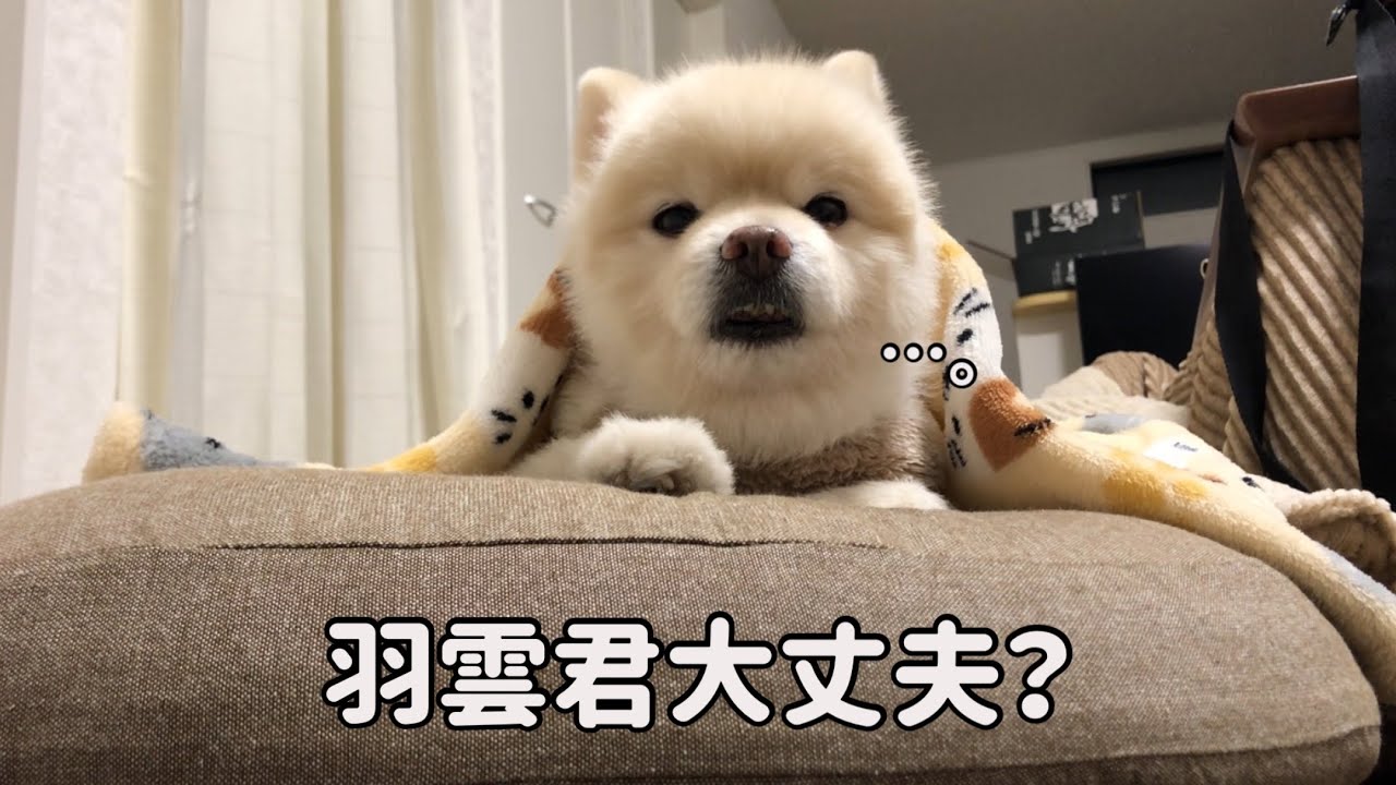 【ポメラニアン】いつも元気な羽雲君が…。病院へ急ぎました。