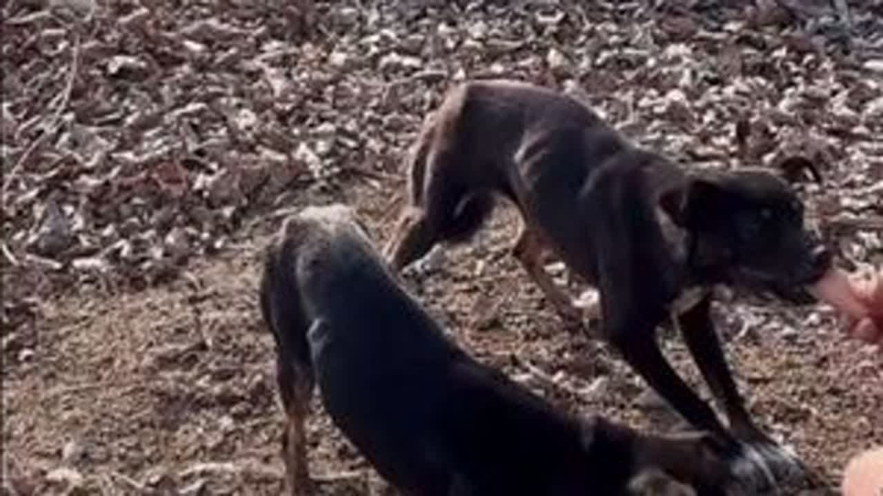 第一集 @豆包大院 被人遗弃在豆包大院附近垃圾场附近的三个小狗的命运何去何从？豆包舅舅又心软了吗？@豆包和他的流浪狗狗们 @乳山市豆包大院宠物用品店 @豆包媳妇 #流浪狗救助 #豆包大院流浪狗 ...
