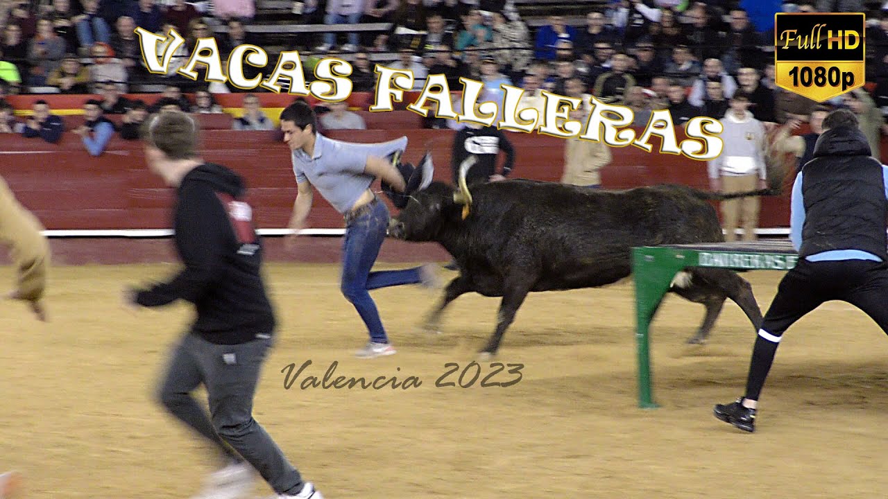 VACAS FALLERAS 2023 💥 Especial Machancoses (17-3-23)