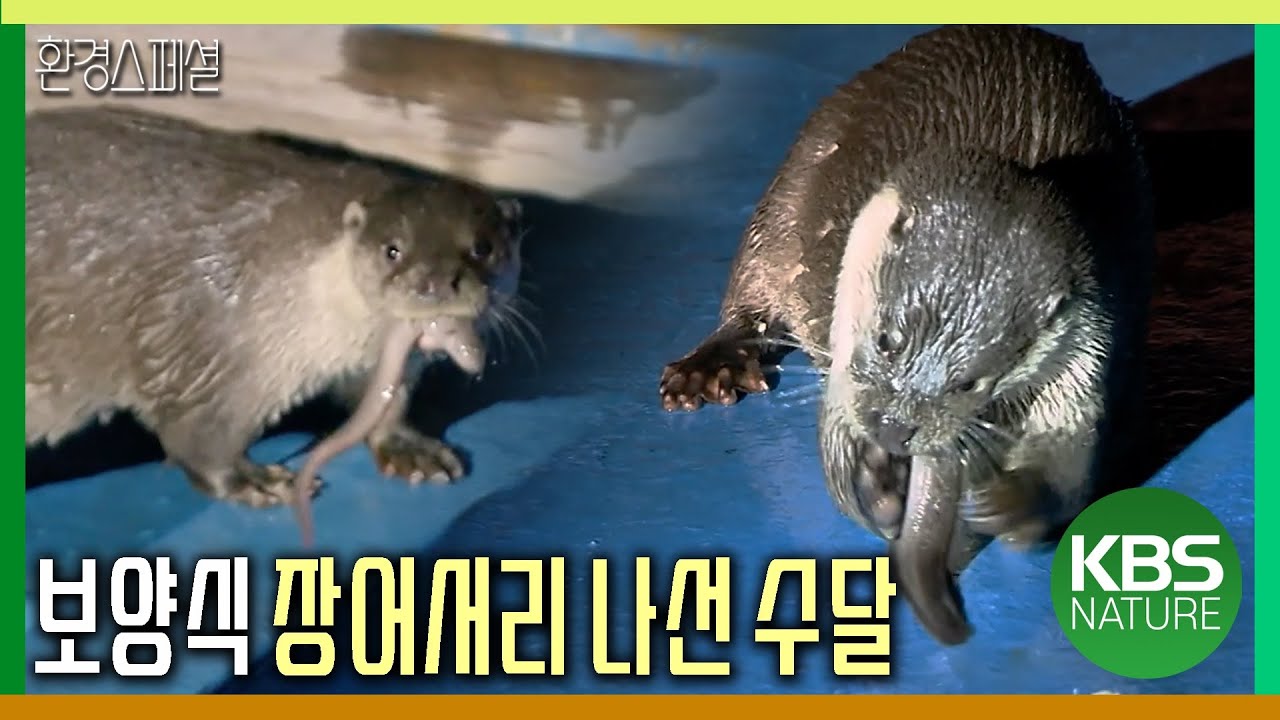 보양식 장어서리 나선 수달 [야생여정-수달이 사는 법] / KBS 20180718 방송