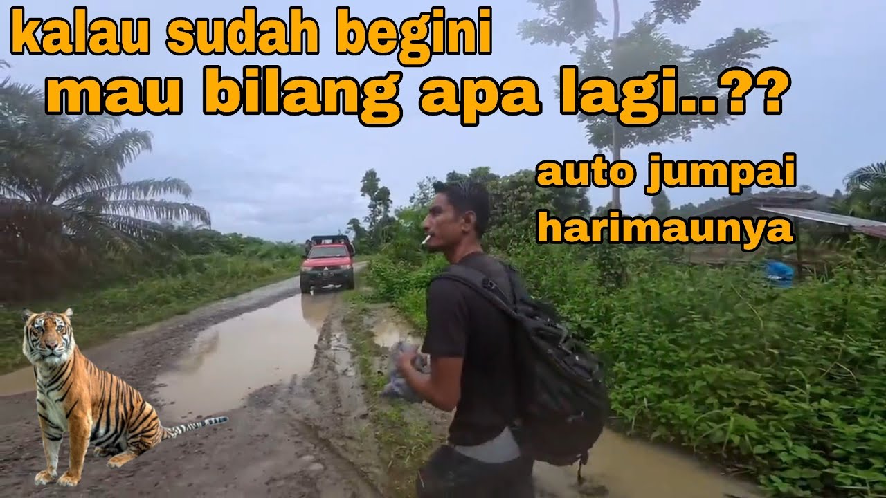 NEKAT JUMPAI HARIMAU DEMI MEMBUKTIKAN BUKAN VIDIO EDITAN ATAU AI
