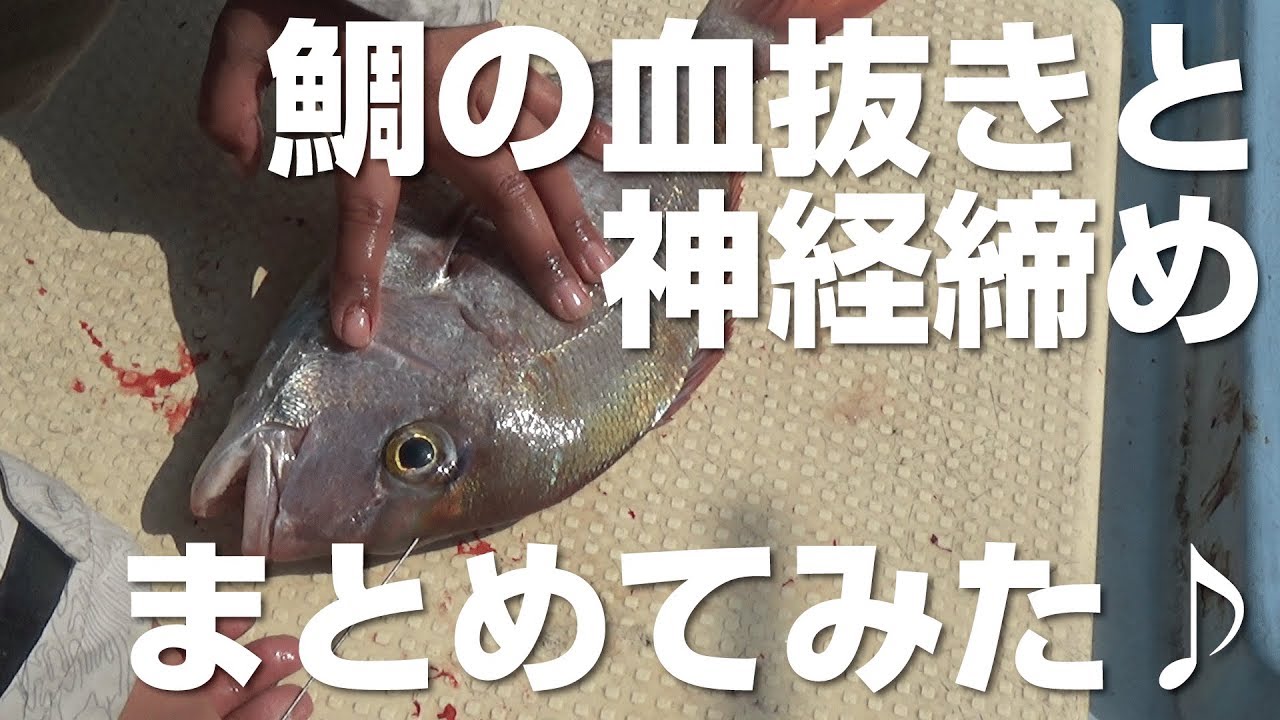 鯛の血抜きと神経締めの方法！締め方を説明します♪