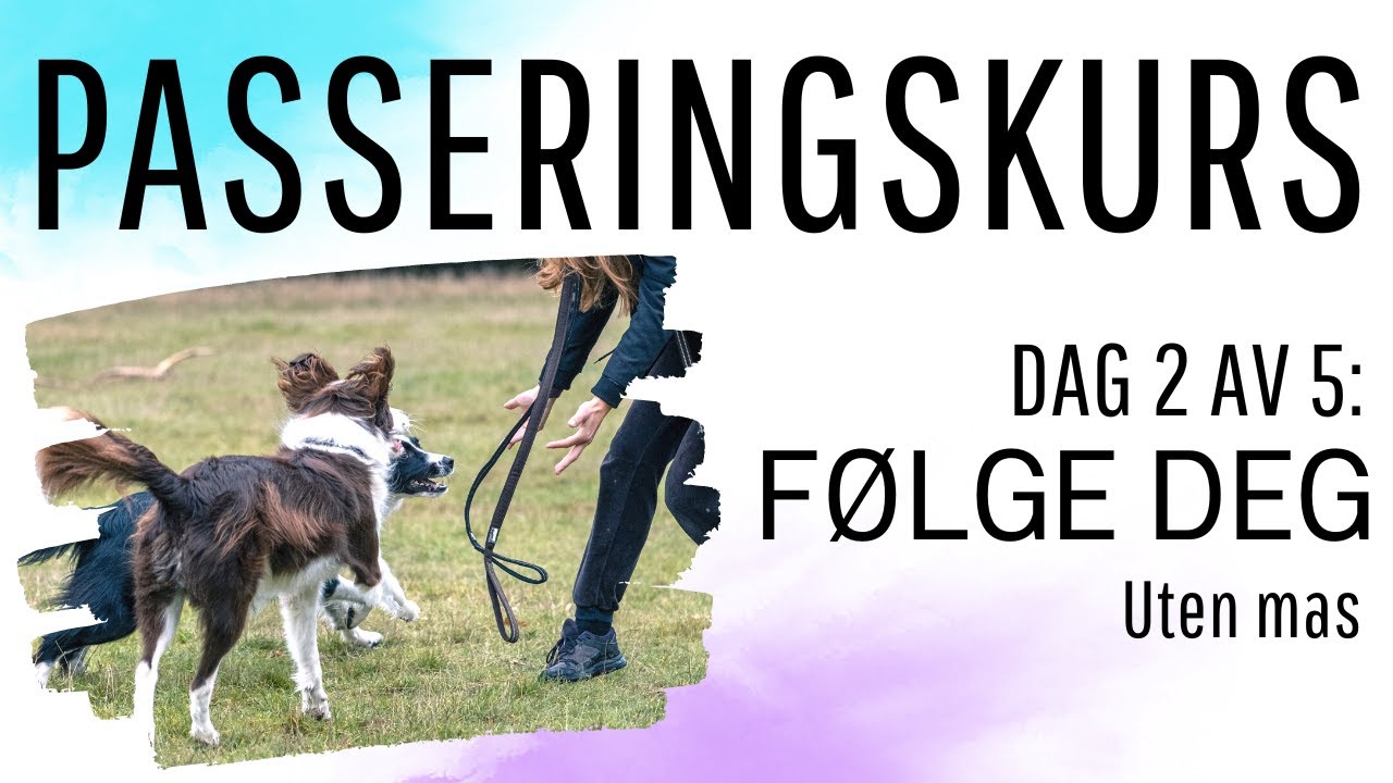 Lær hunden å følge deg på tur {Dag 2 av 5}