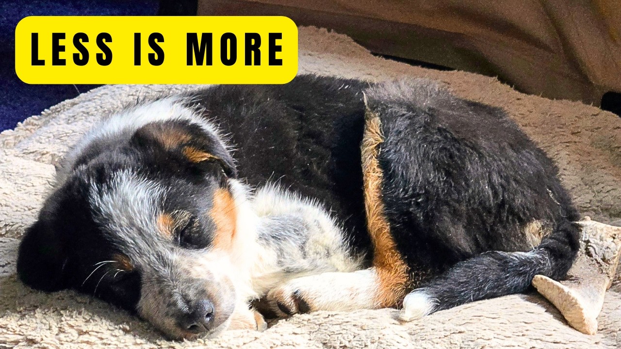 The First Week With a Puppy: What I Do (and Don't Do)