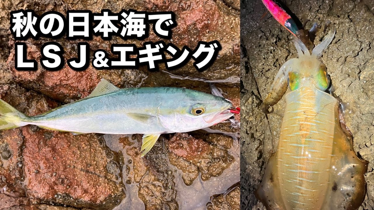 秋の日本海でライトショアジギング&エギング 2025年11月