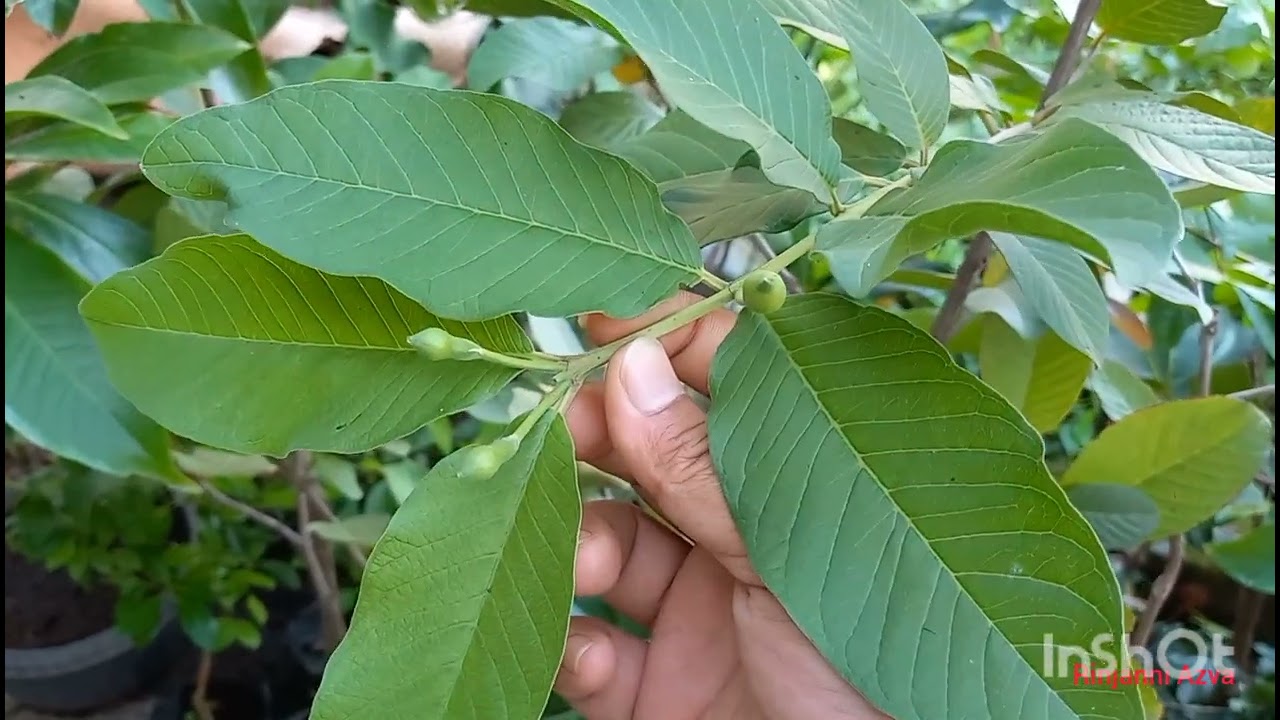 Dengan cara ini Calon Buah Jambu Kristal Pasti Jadi...‼️