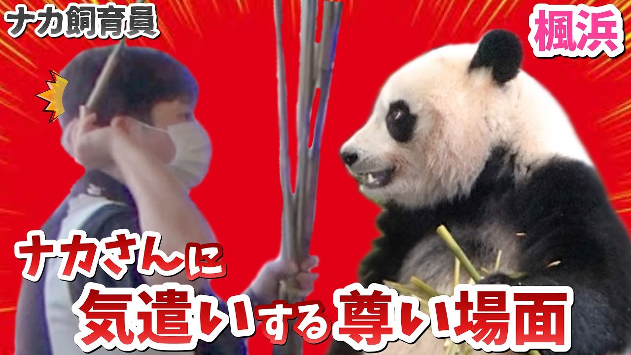 【パンダアイドル楓浜】ナカ飼育員との絆シリーズ！こんなシーンもあったの見逃さないで🐼