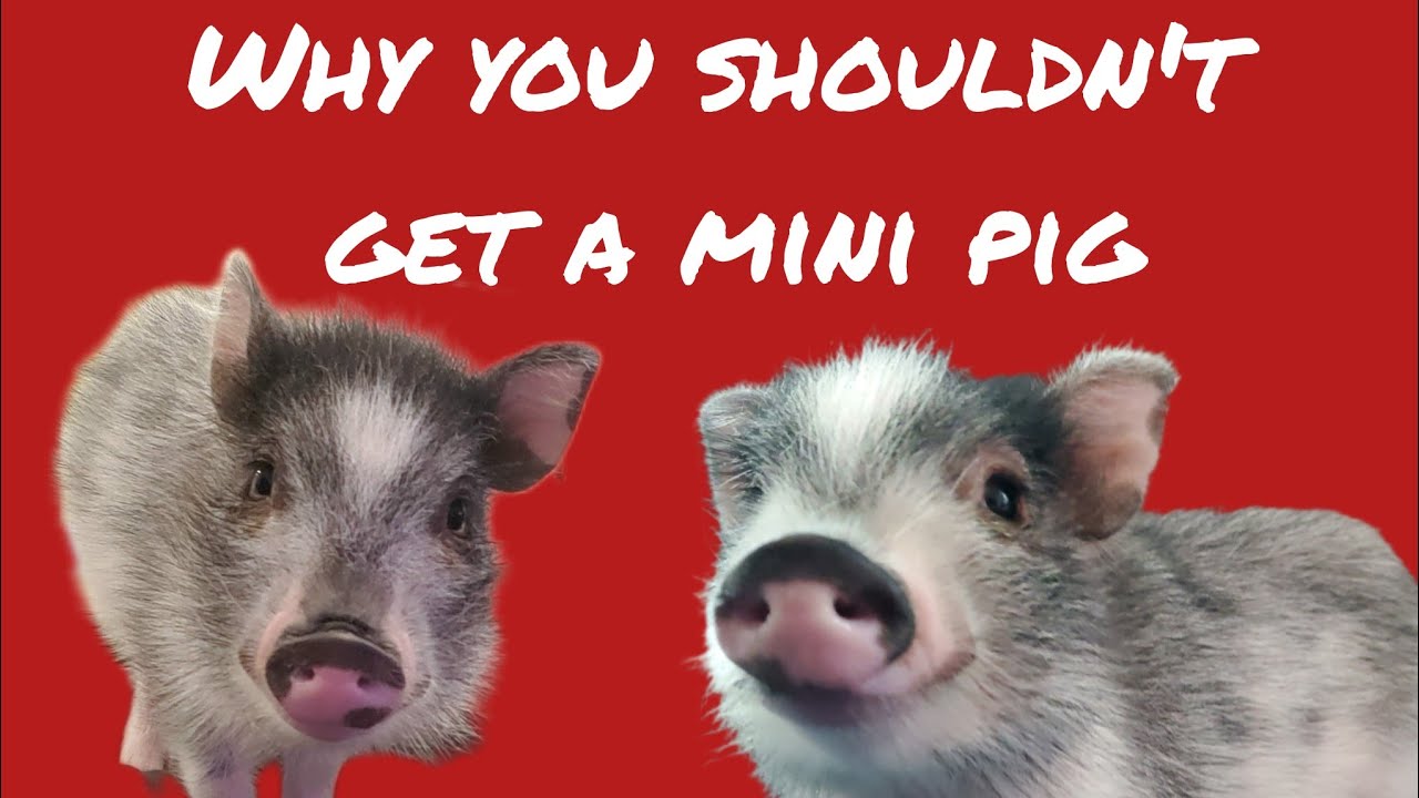 Don't Get A Mini Pig &bull; Here's Why