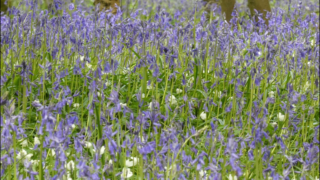 Bluebell Walk
