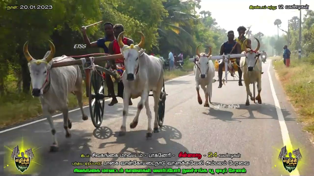 ETSS reckla race - ETSS reckla race-பாகனேரி (சின்னமாடு இரண்டாம் சுற்று-20.01.2023) bulls race