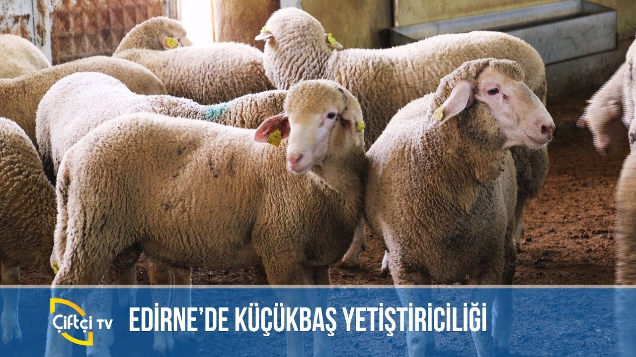 Edirne'de Küçükbaş Yetiştiriciliği -KÜÇÜKBAŞ DÜNYASI