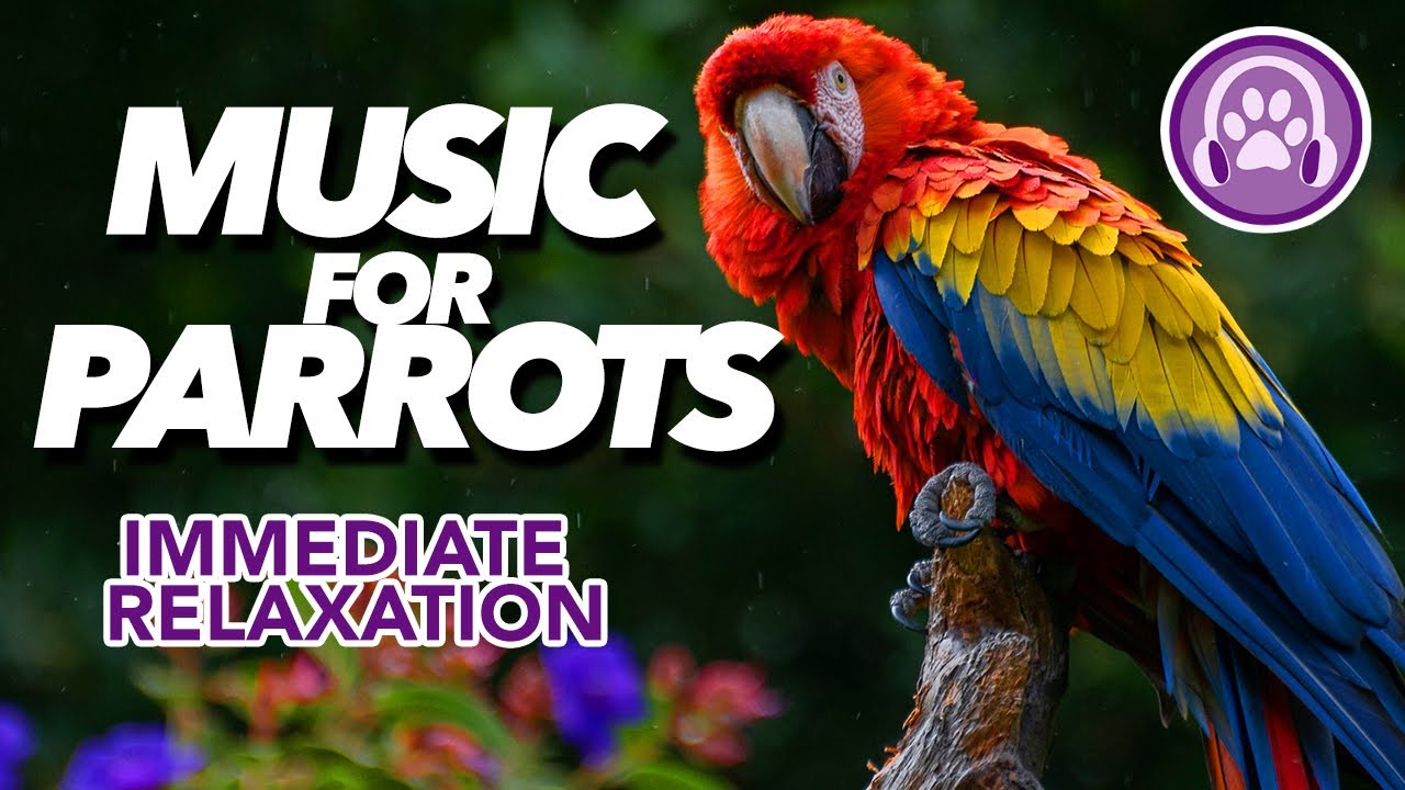 EXTRA LONG Music for Parrots - Soothing Expert Made Lullaby!