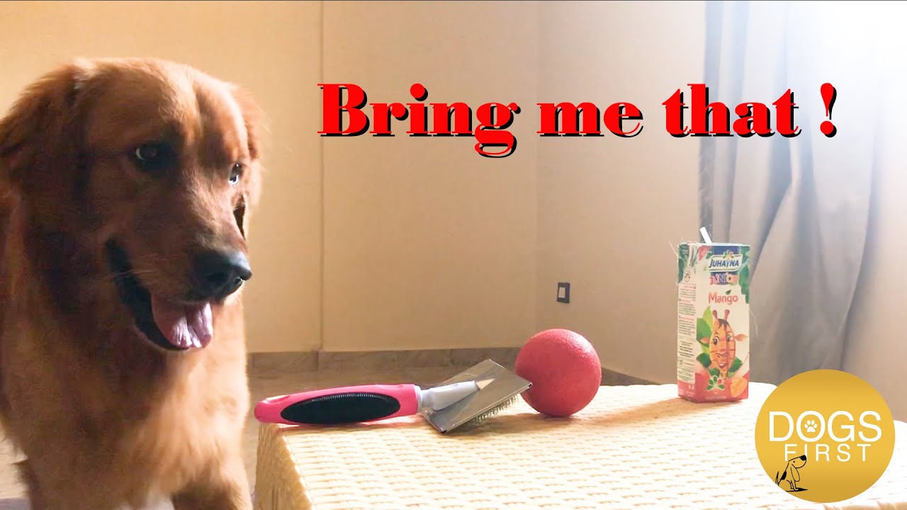 how to train your dog to bring you things ازاي تدرب كلبك علي إحضار الأشياء