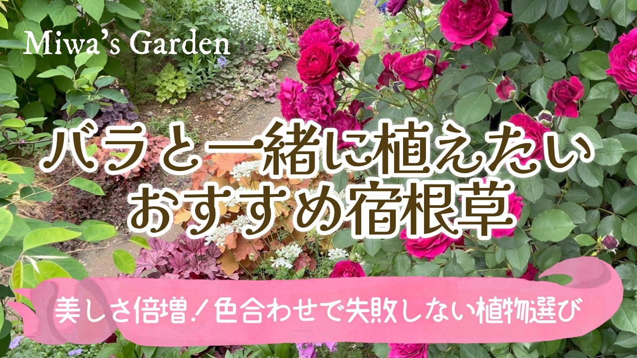 ガーデニング「春に植えたい宿根草・一年草15選」バラとの相性で選ぶ＂色合わせのコツ＂おしゃれな庭づくり