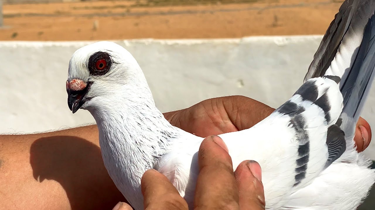 زيارة ابو الفوز ملك النغل والبوز الحلقة المنتظرة😱
