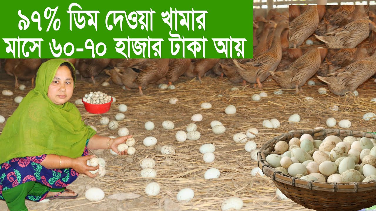 ৯৭% ডিম মাসে ৬০ - ৭০ হাজার টাকা | 97% egg farms | Successful in raising ducks | উদ্যোক্তার সাফল্য
