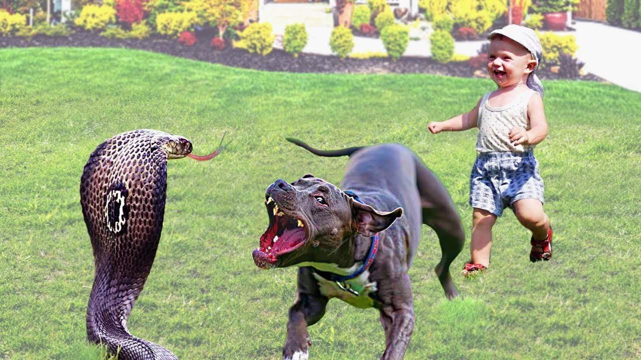 35 Hero Animals That Saved Human Lives