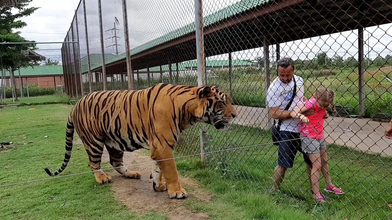 Tiger world at Damnoen Saduak,Thailand # สวนเสือดำเนินสะดวก ราชบุรี