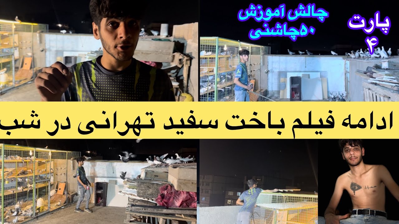 ادامه باخت سفید تهرانی در چالش کهنه کردن پنجاه کبوتر چاشنی جنگندهF35توسط،مهدی لوله در مشهد!مسافتی