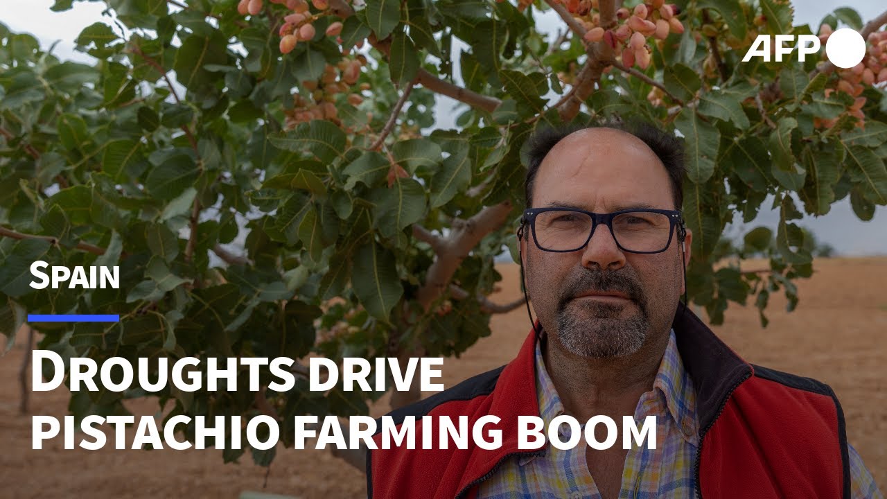 Droughts drive Spain's pistachio farming boom | AFP