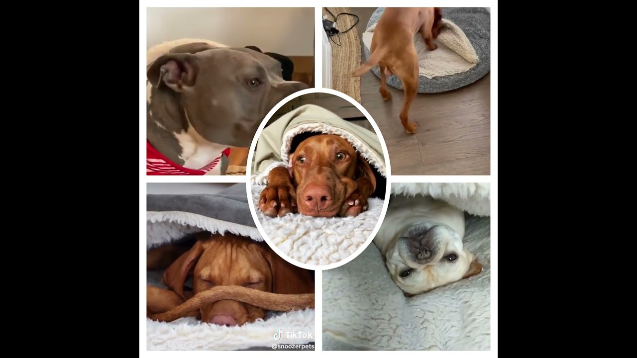 The Snoozer Cozy Cave&reg; Dog Bed. The Bed that started it all.