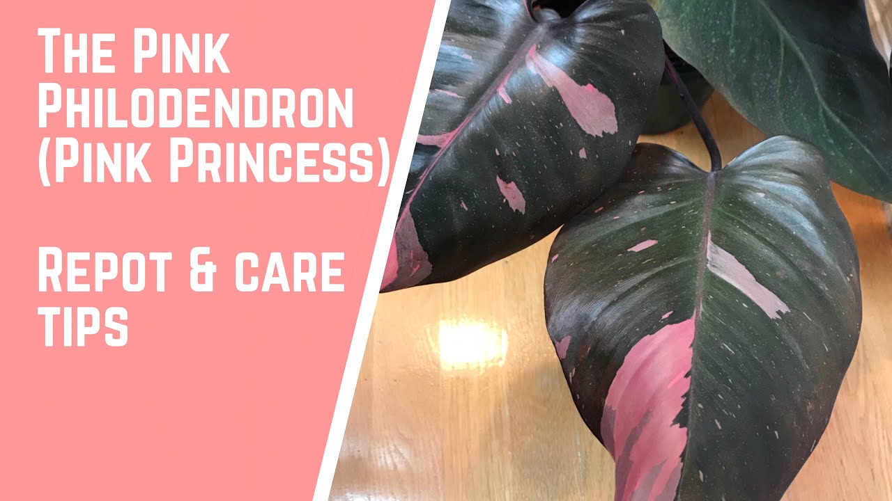 The Pink Philodendron (Pink Princess) - Repotting and Care Tips