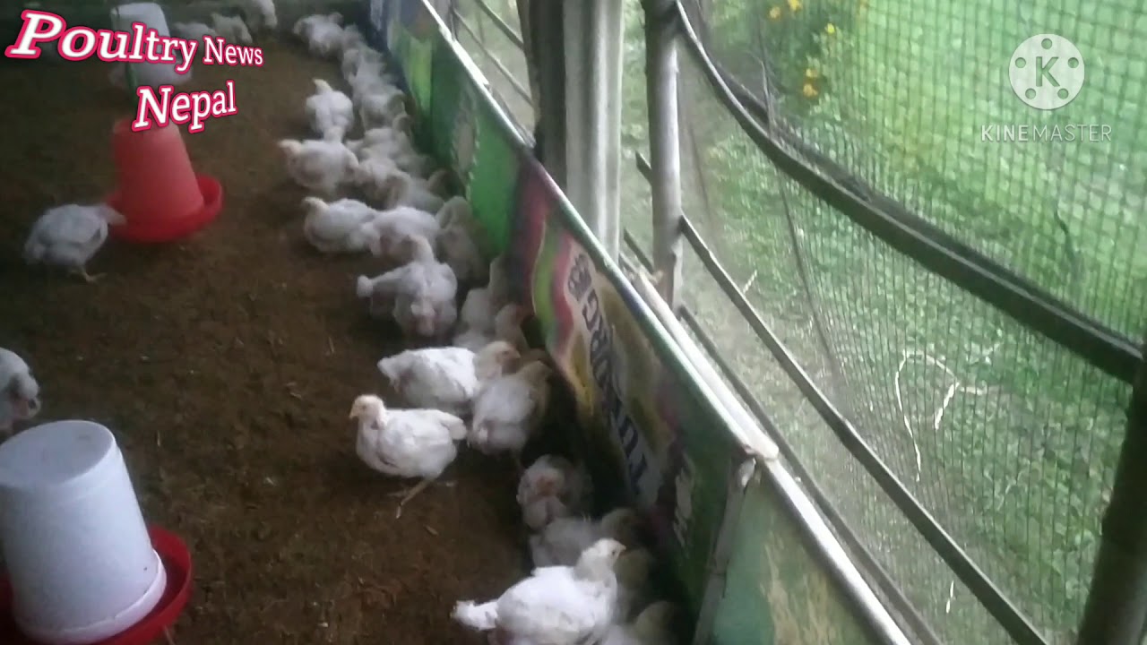 successful poultry tips......broiler are ready to make for meat