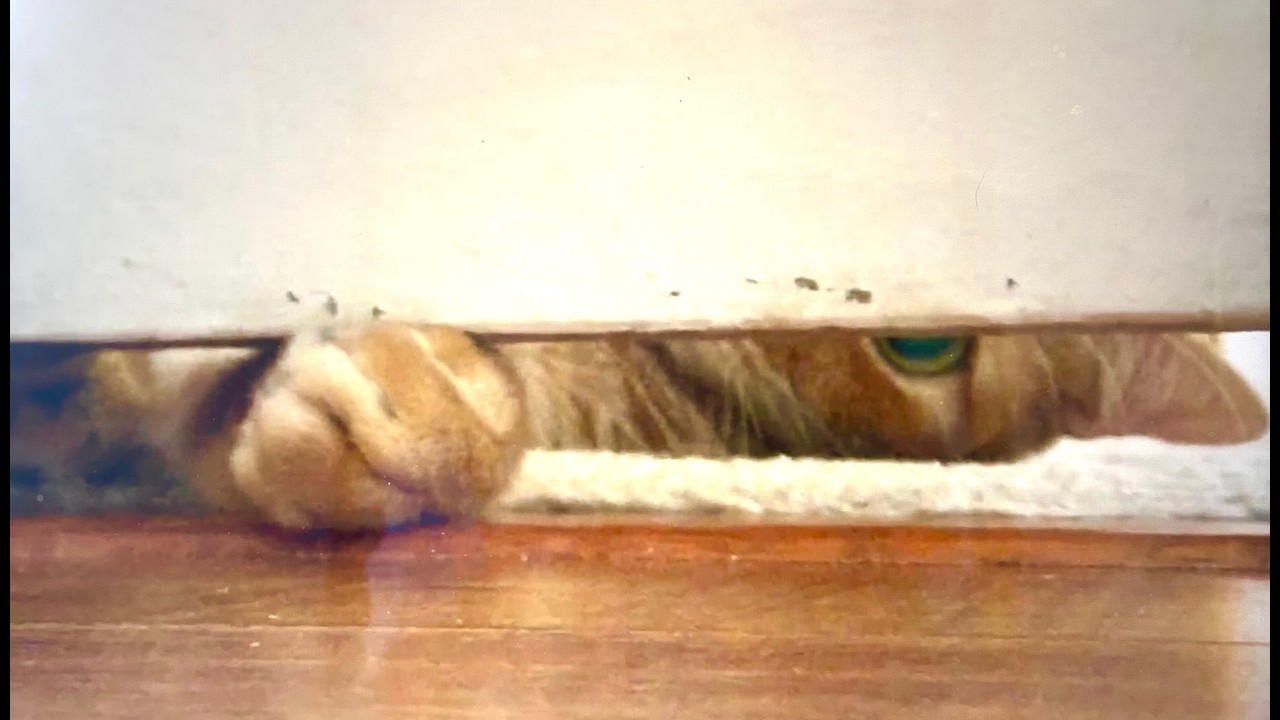 Funny Cat Pawing Under Door From Both Sides 🐾