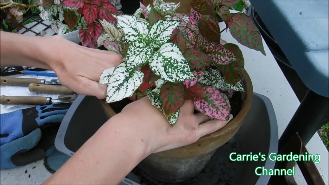 how to transplant polka dot plants, what to feed polka dot plants