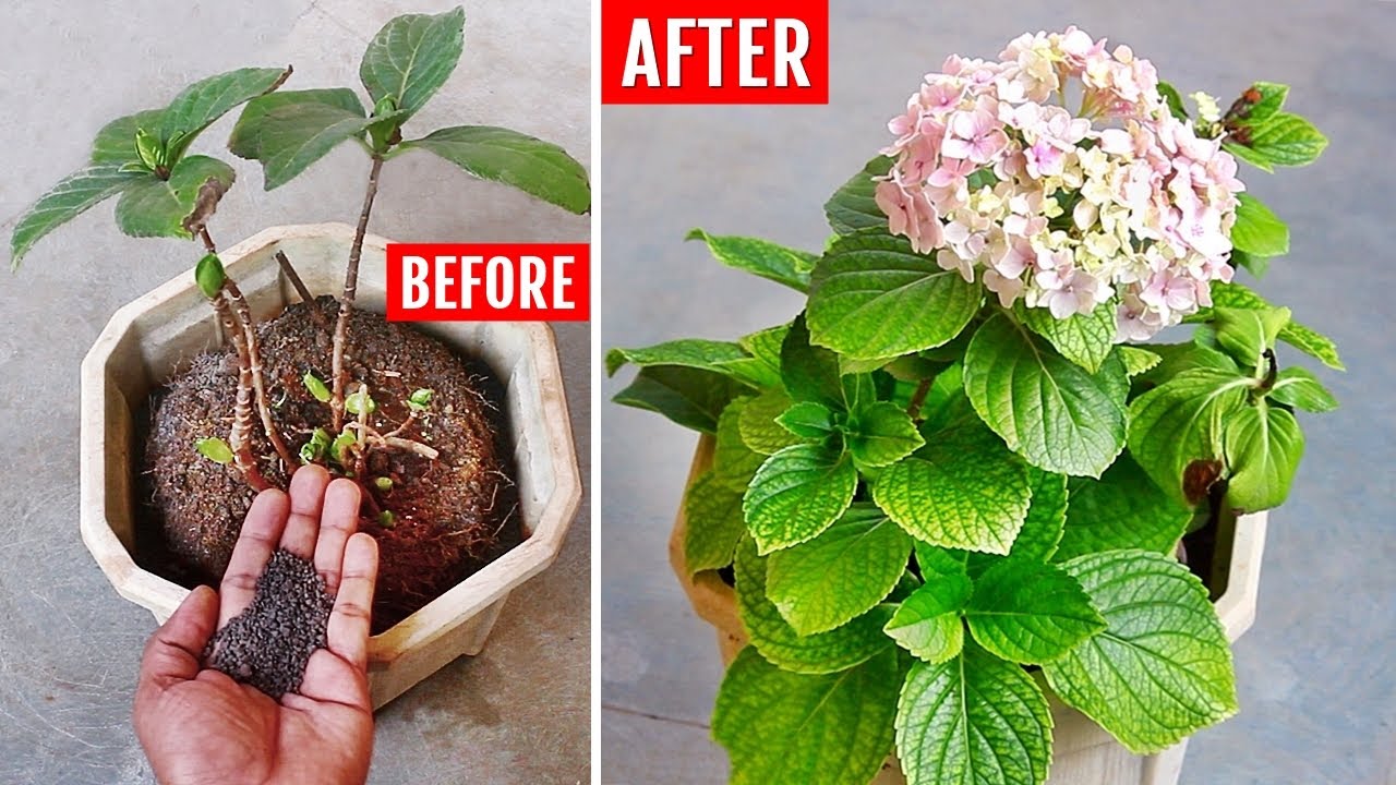 My SECRETS to FORCE Hydrangeas to Grow & Bloom!