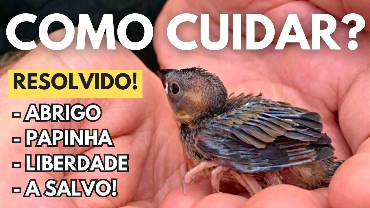 COMO CUIDAR PASSARINHO QUE CAIU DO NINHO?